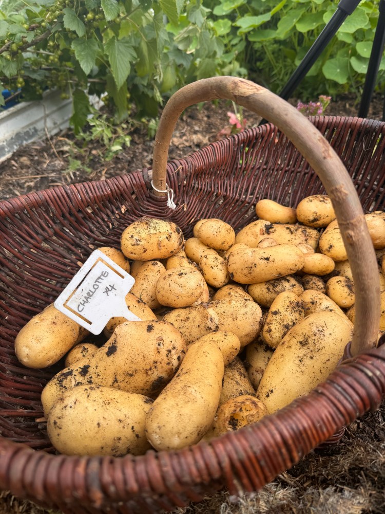 July – Let the Harvesting&nbsp;Begin