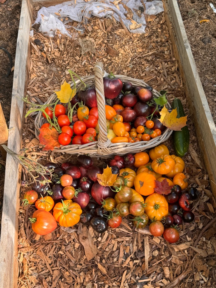 September – Sunshine &&nbsp;Tomatoes